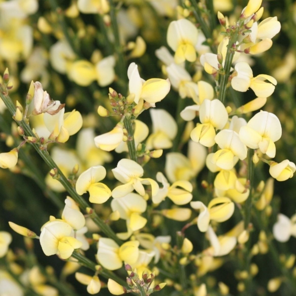 Picture of Cytisus x p. 'Allgold'