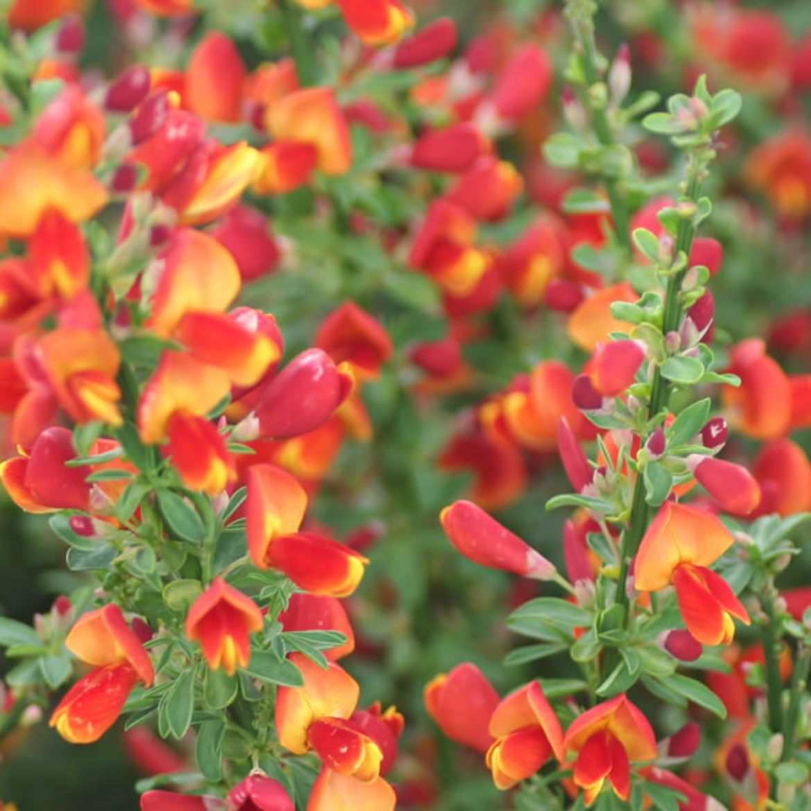 Picture of Cytisus 'Lena'