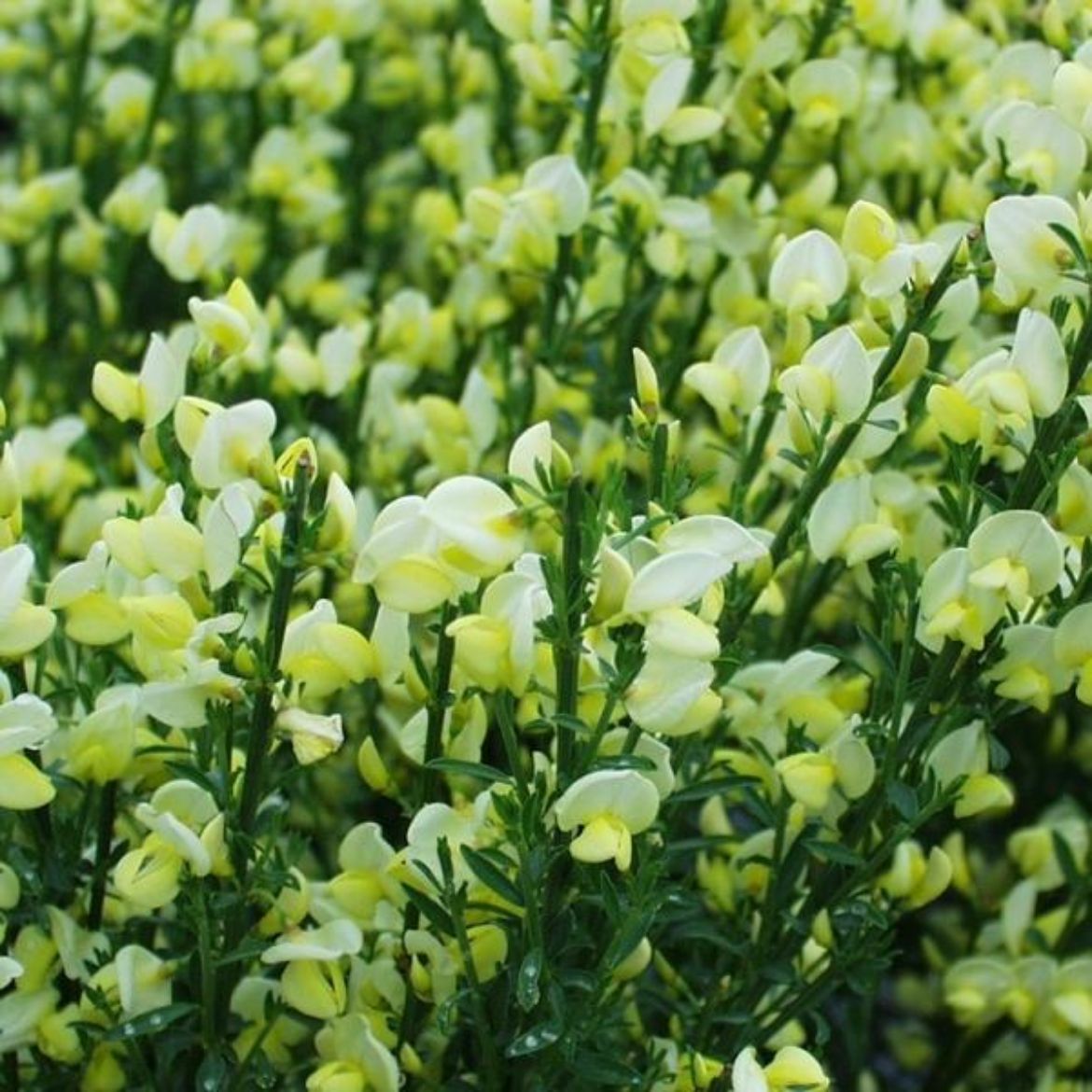 Picture of Cytisus sco. 'Moonlight'