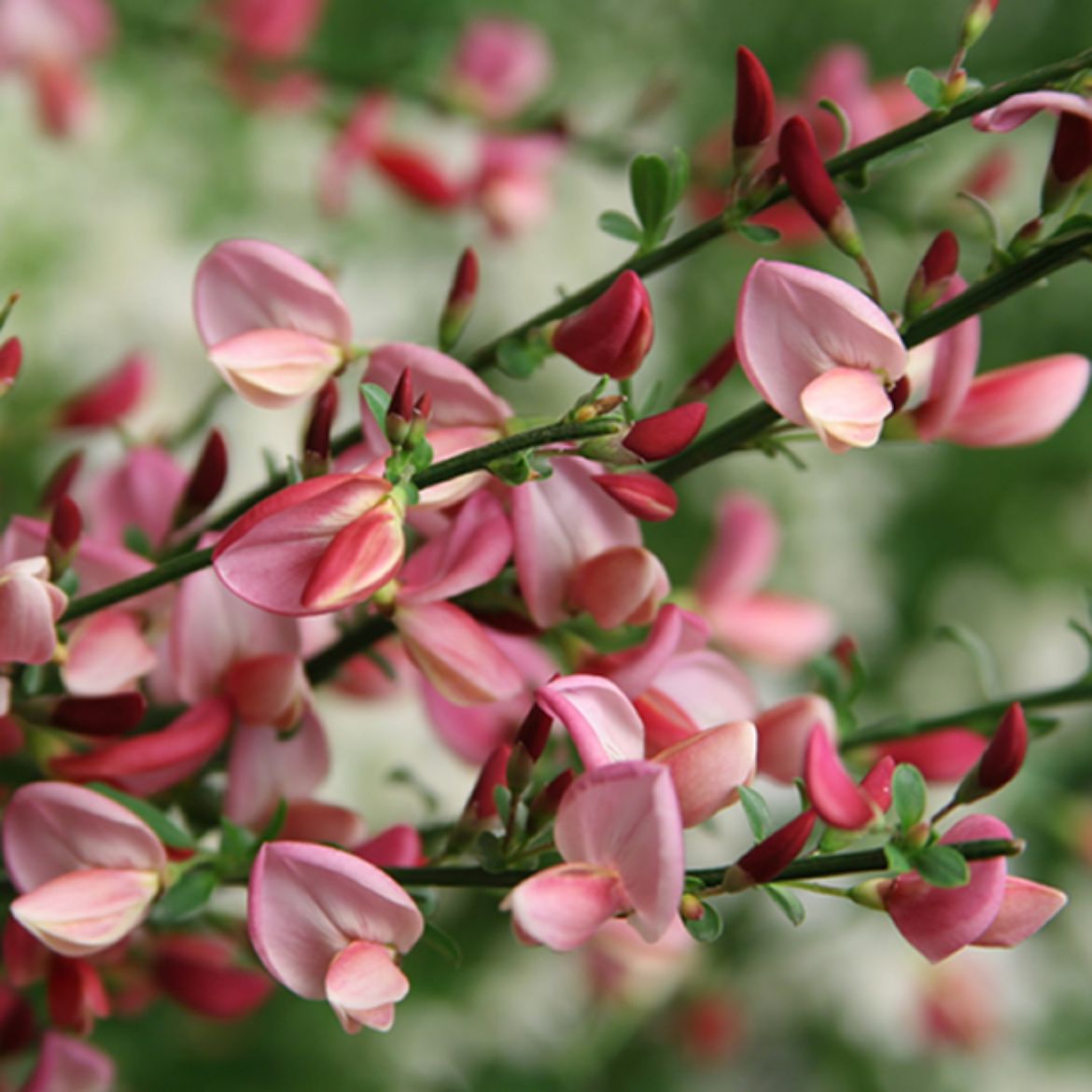 Picture of Cytisus sco. Sister Rosie®