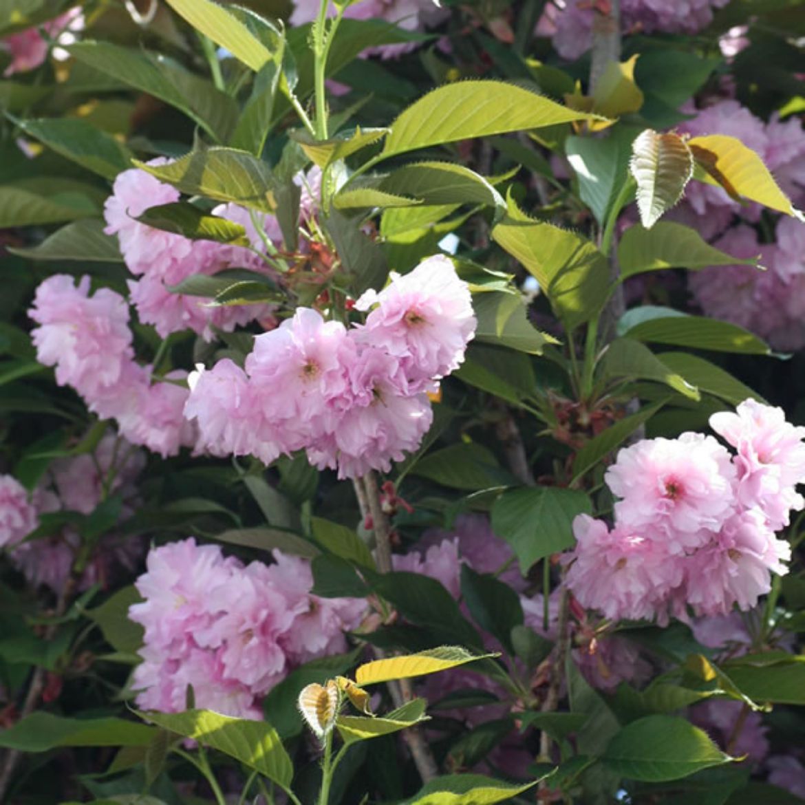 Picture of Prunus ser. 'Kwanzan' Commercial