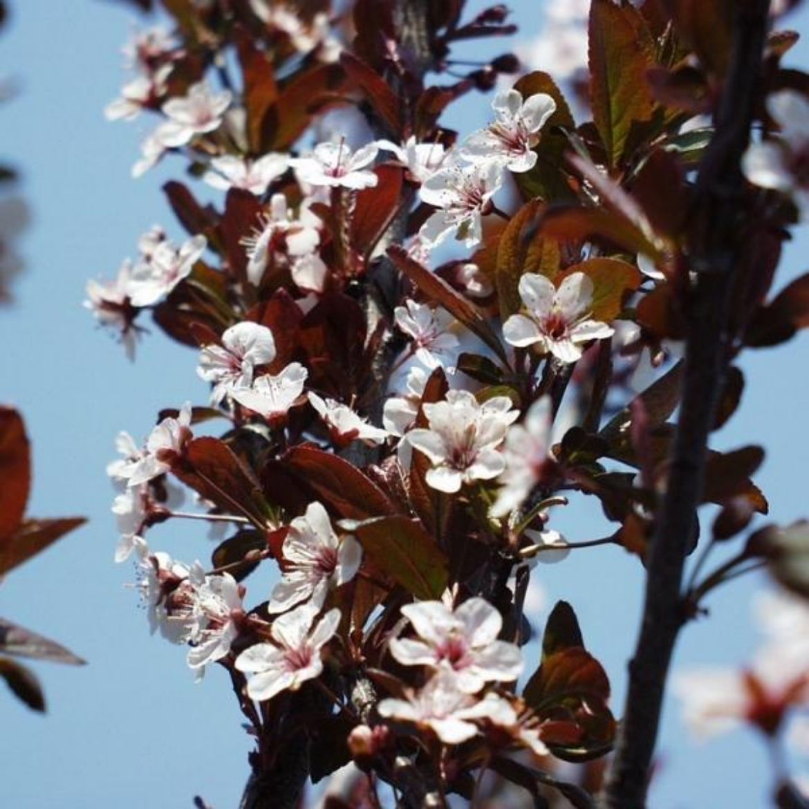 Picture of Prunus cer. Mt. St. Helens® Commercial
