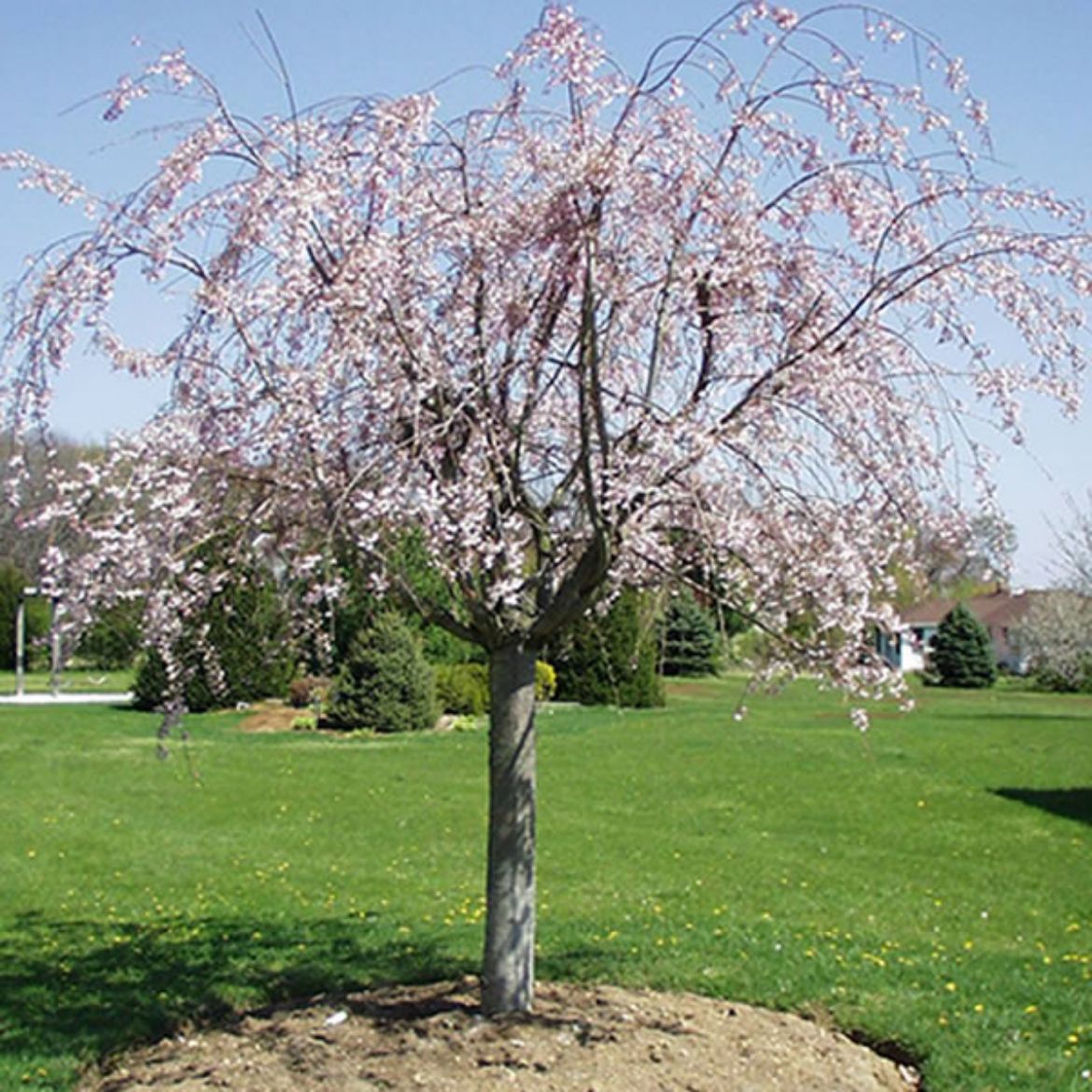 Picture of Prunus sub. 'Pendula'