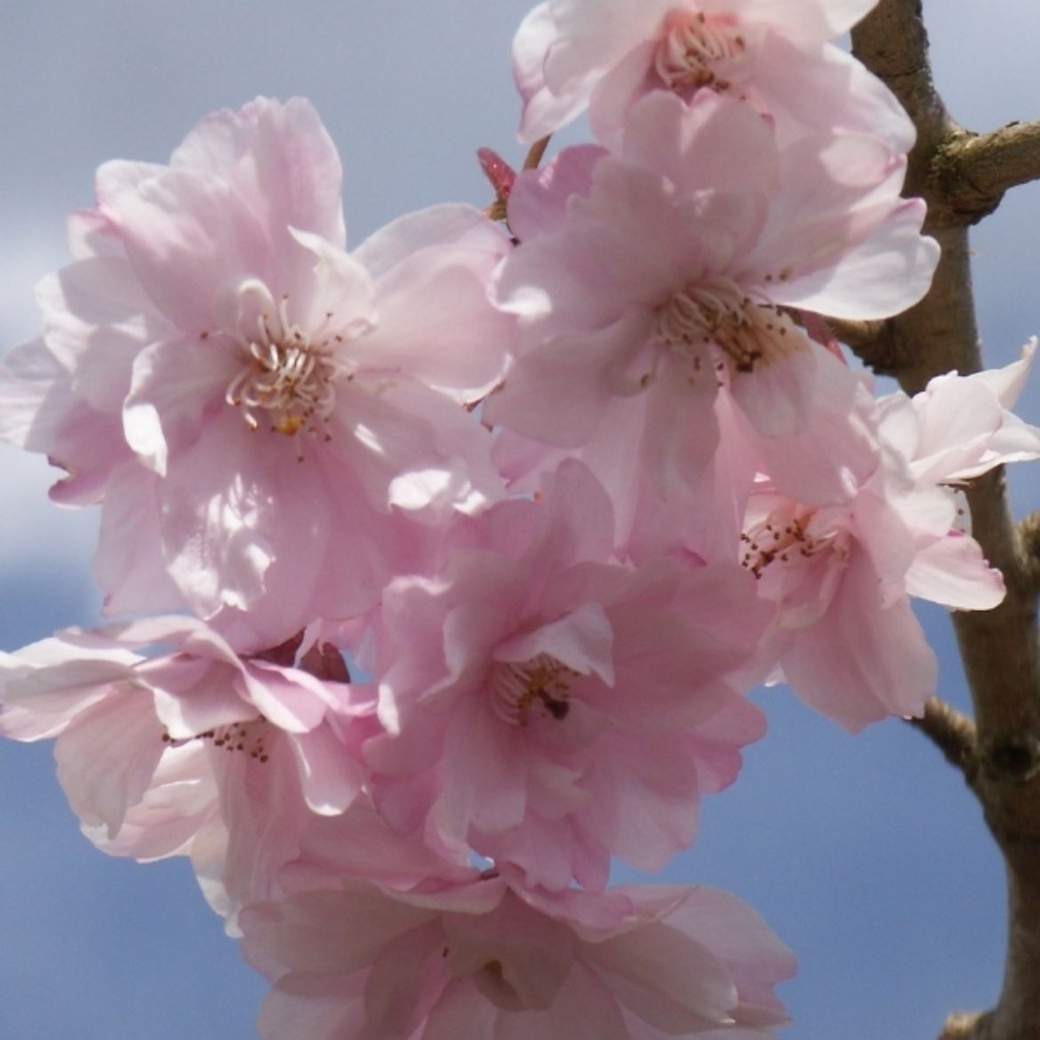 Picture of Prunus Pink Snow Showers™