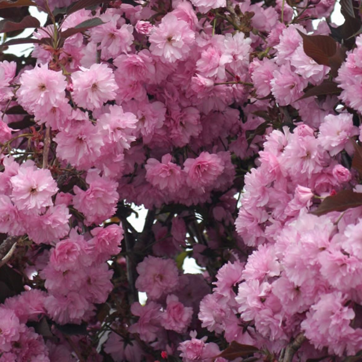 Picture of Prunus ser. 'Royal Burgundy' Commercial
