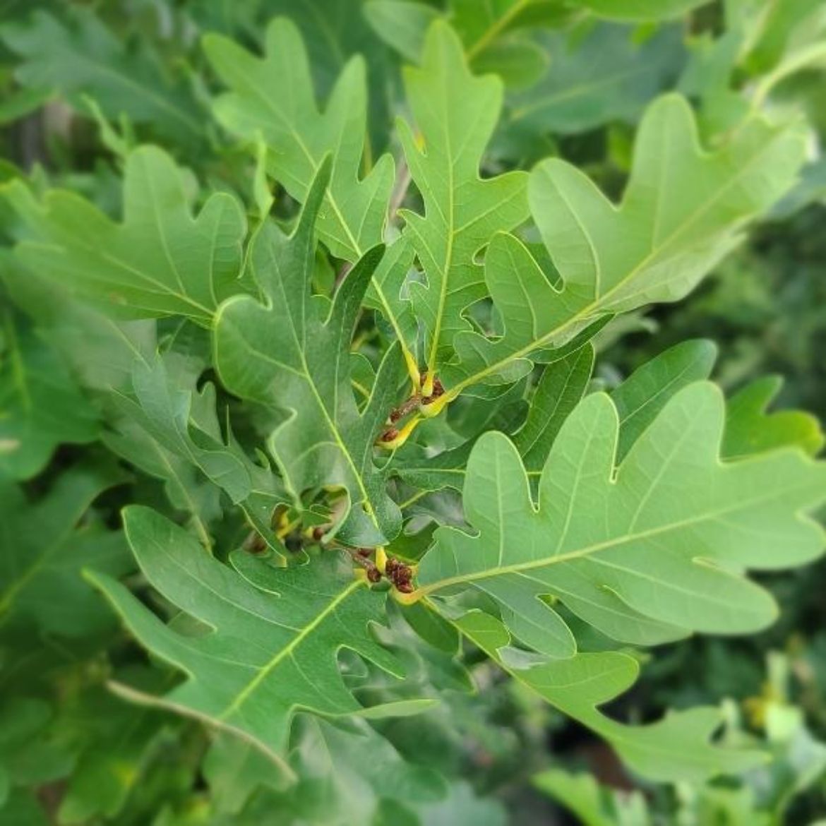 Picture of Quercus x.b.Crimson Spire™