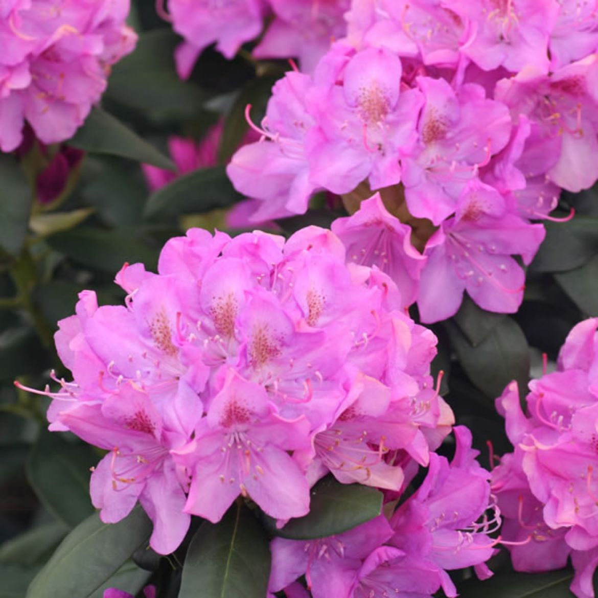 Picture of Rhododendron 'English Roseum'