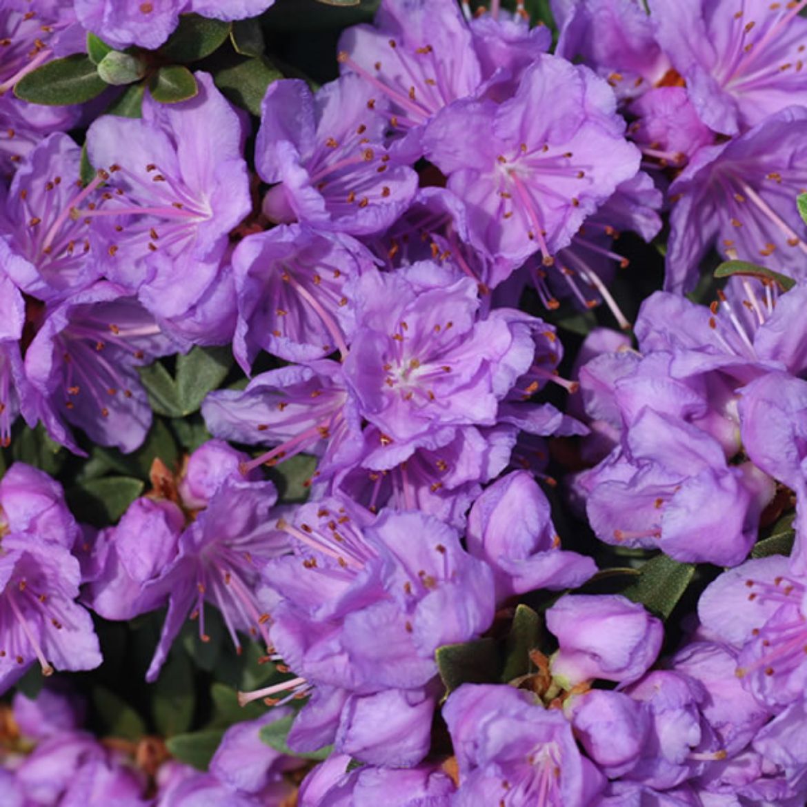 Picture of Rhododendron 'Purple Gem'