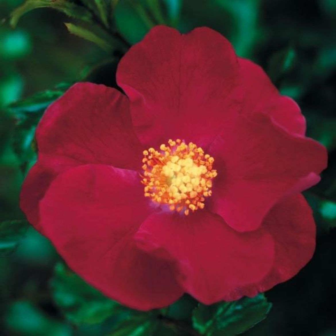 Picture of Rosa Flower Carpet® Red