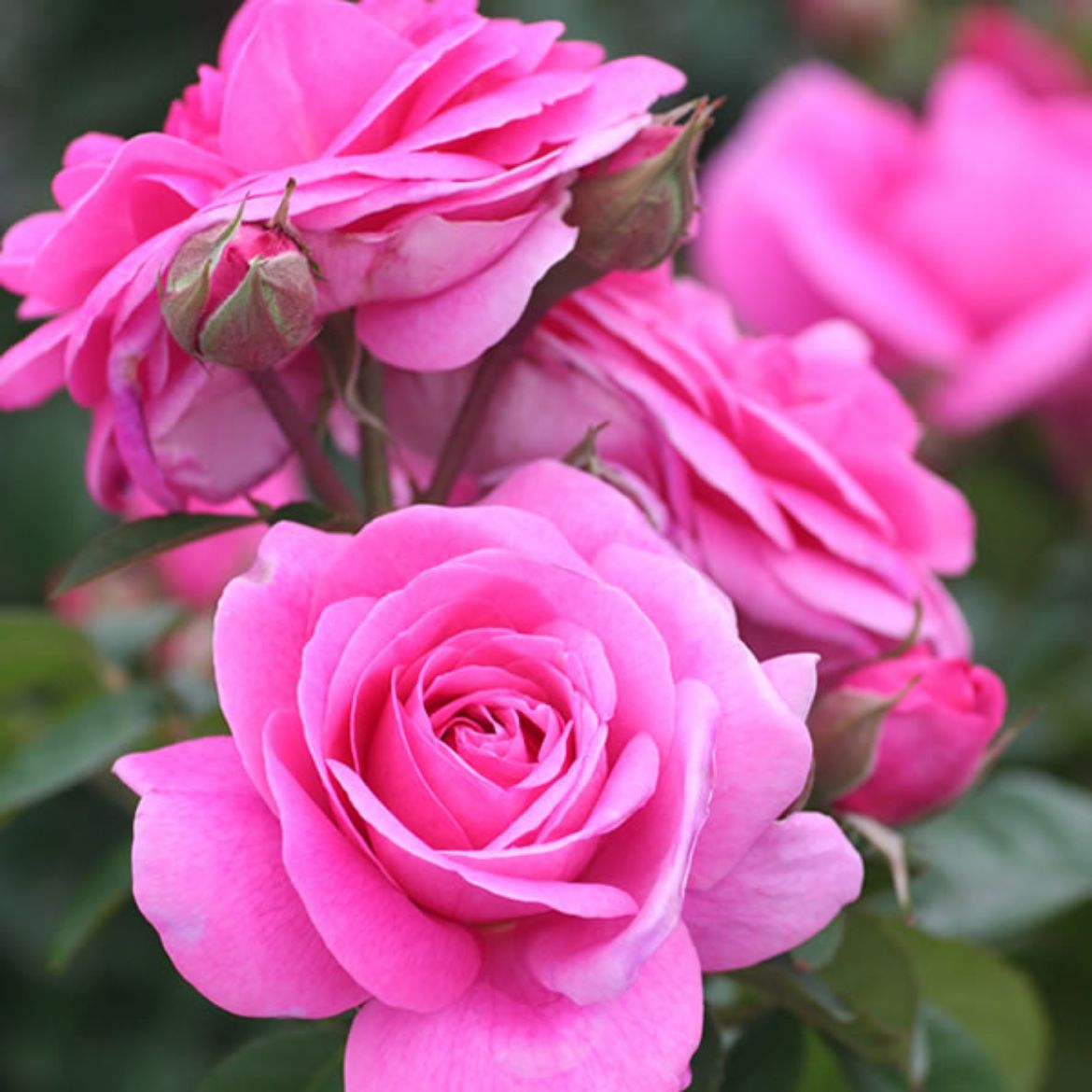Picture of Rosa Gertrude Jekyll®