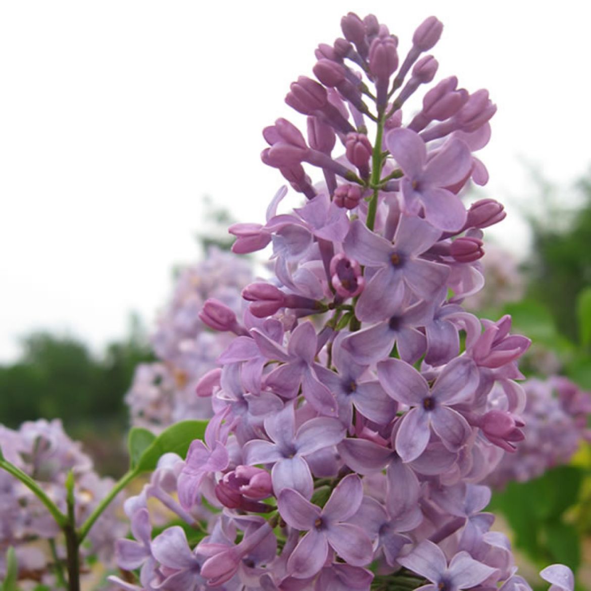 Picture of Syringa vul. Tiny Dancer™ Tree Commercial