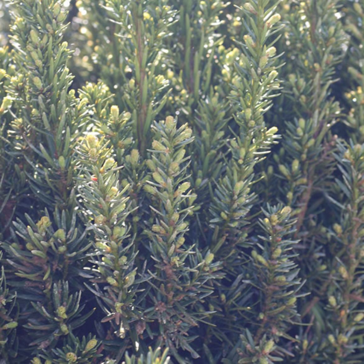 Picture of Taxus x m. 'Hatfieldii'