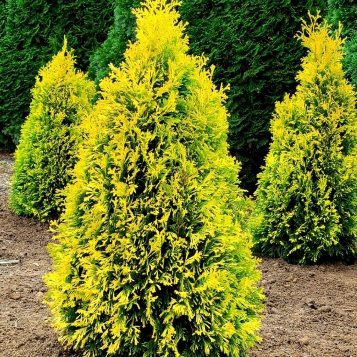 Overdevest Nurseries, LP-Thuja occ. 'Jantar'