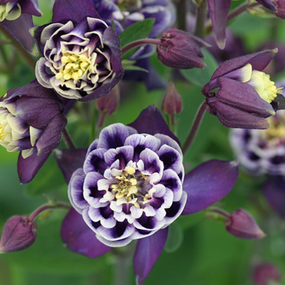 Picture of Aquilegia vul. 'Winky Double Blue - White'
