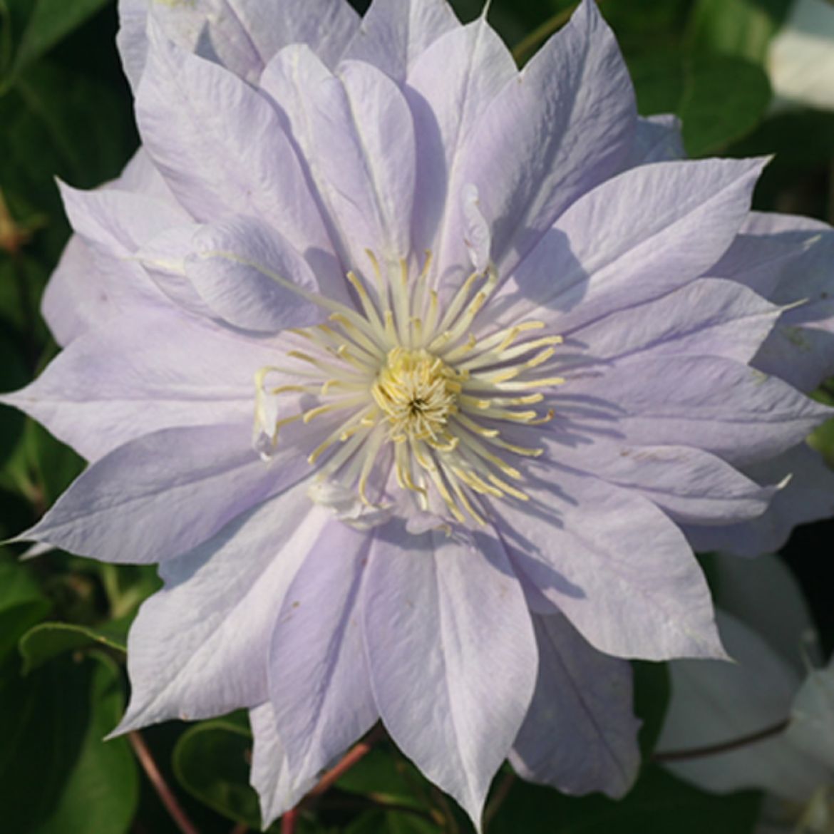 Picture of Clematis 'Belle of Woking'