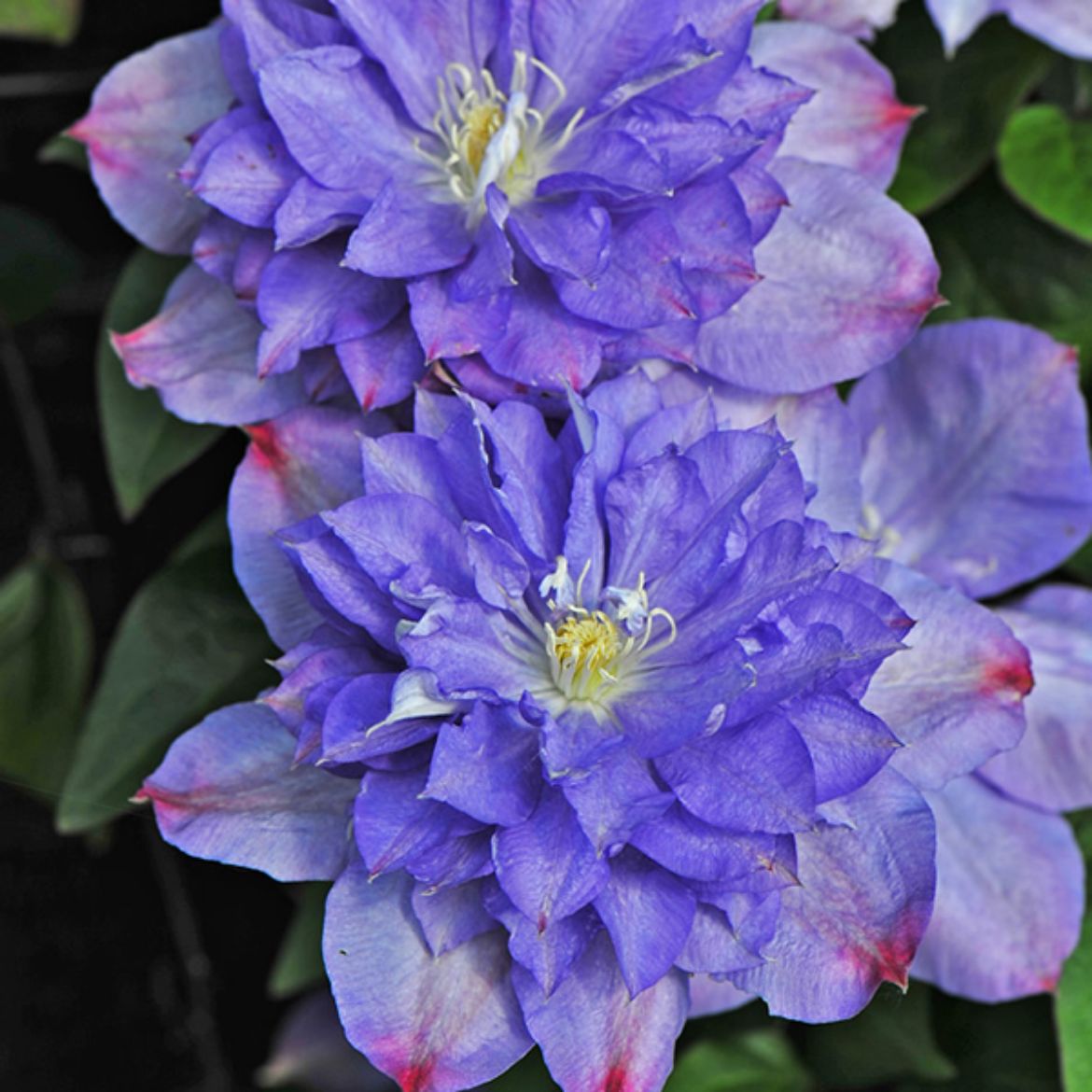 Picture of Clematis 'Blue Explosion'