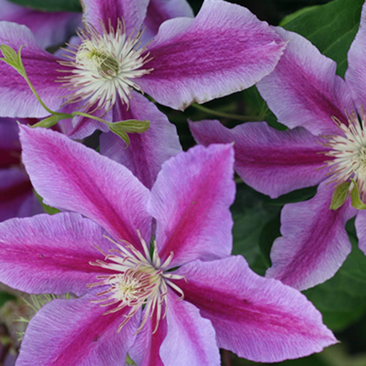 Picture of Clematis 'Doctor Ruppel'
