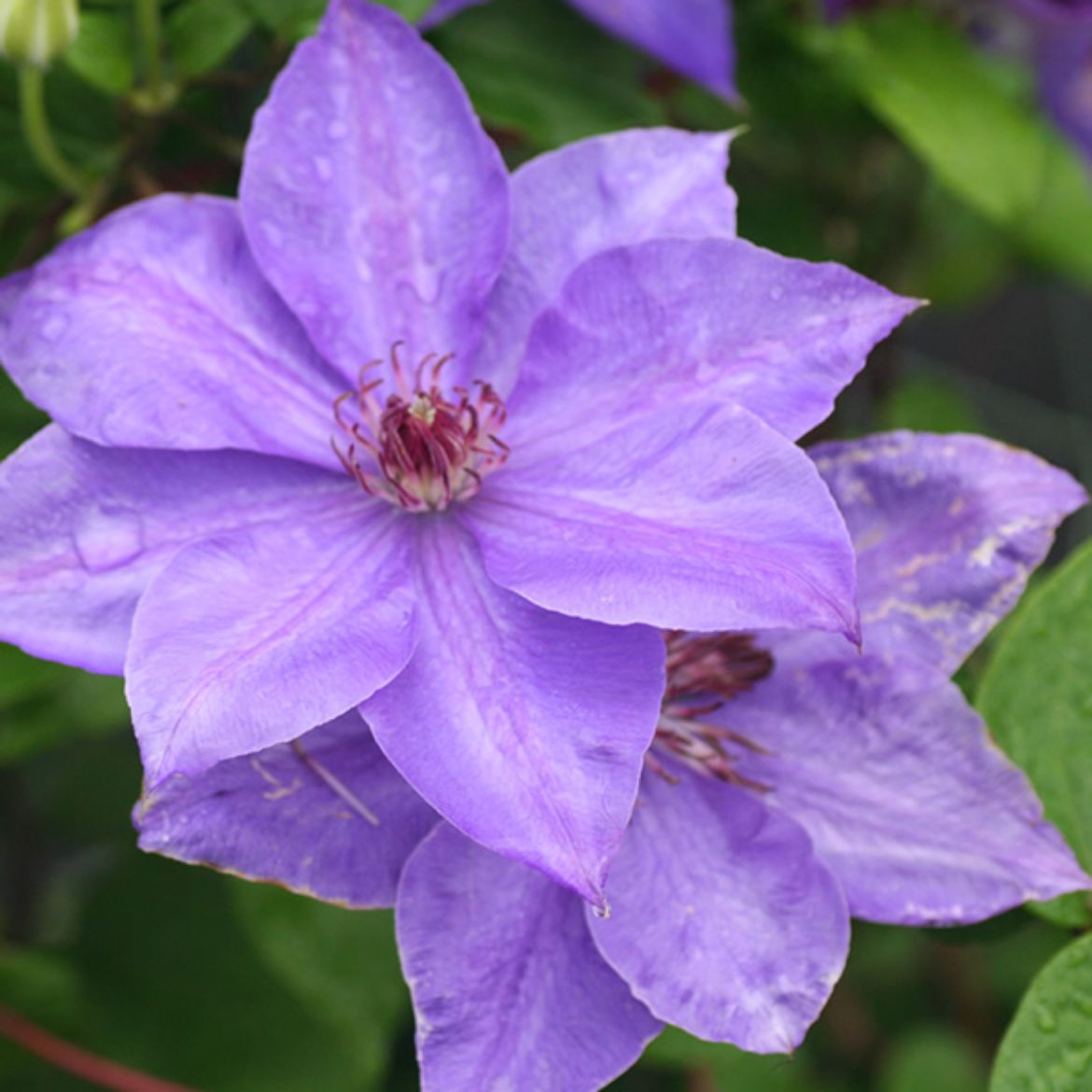 Picture of Clematis 'Elsa Spath'