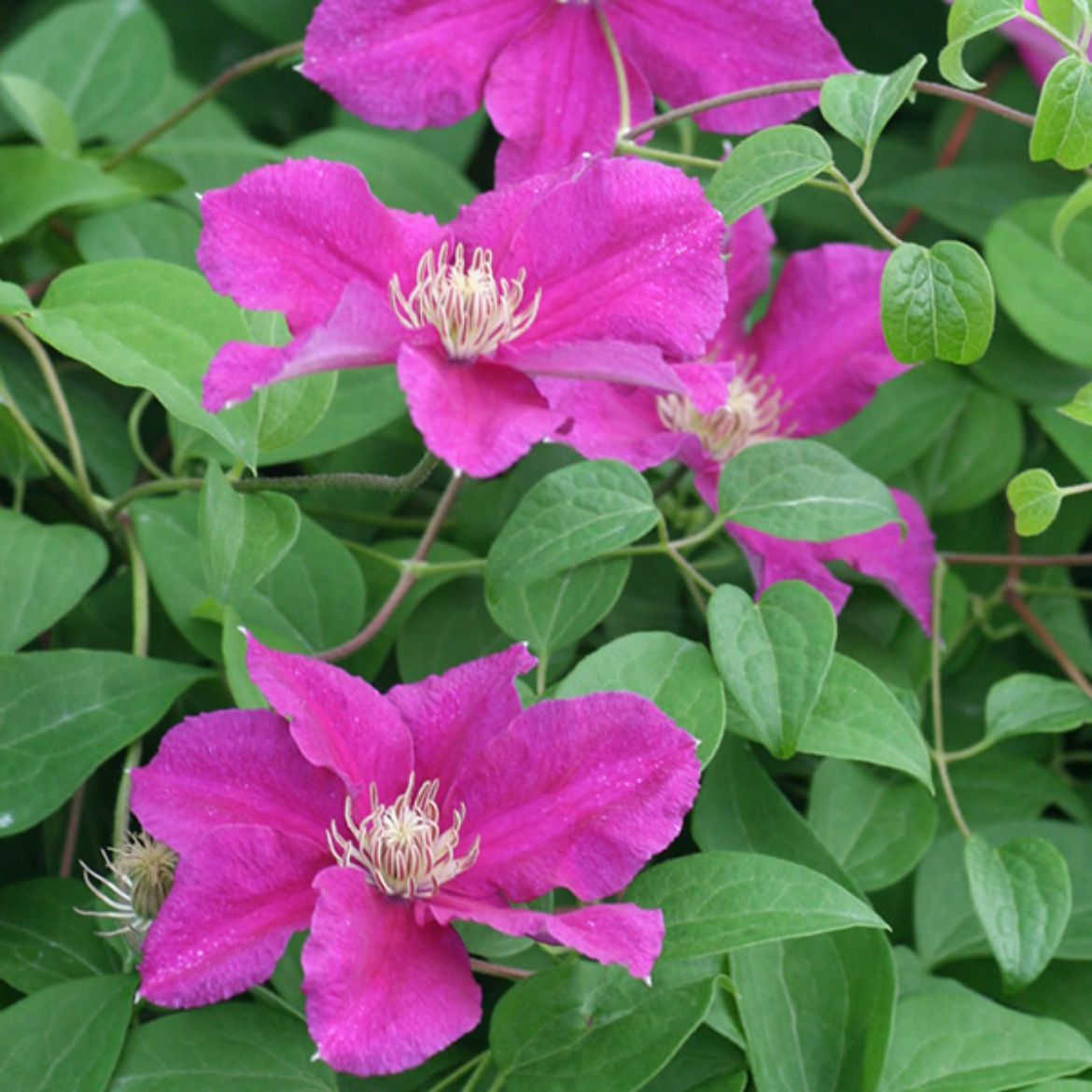 Picture of Clematis 'Ernest Markham'