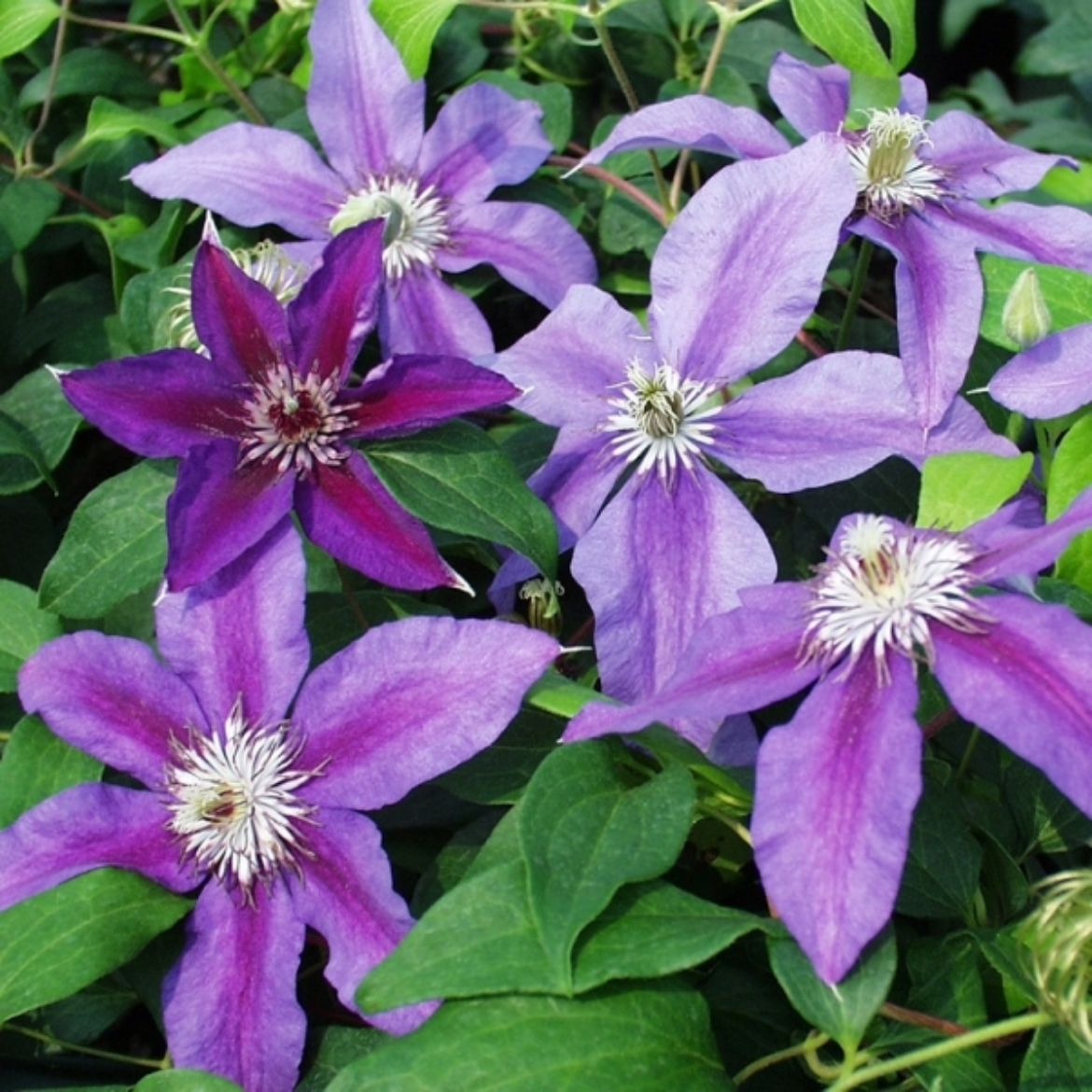 Picture of Clematis 'Fireworks'