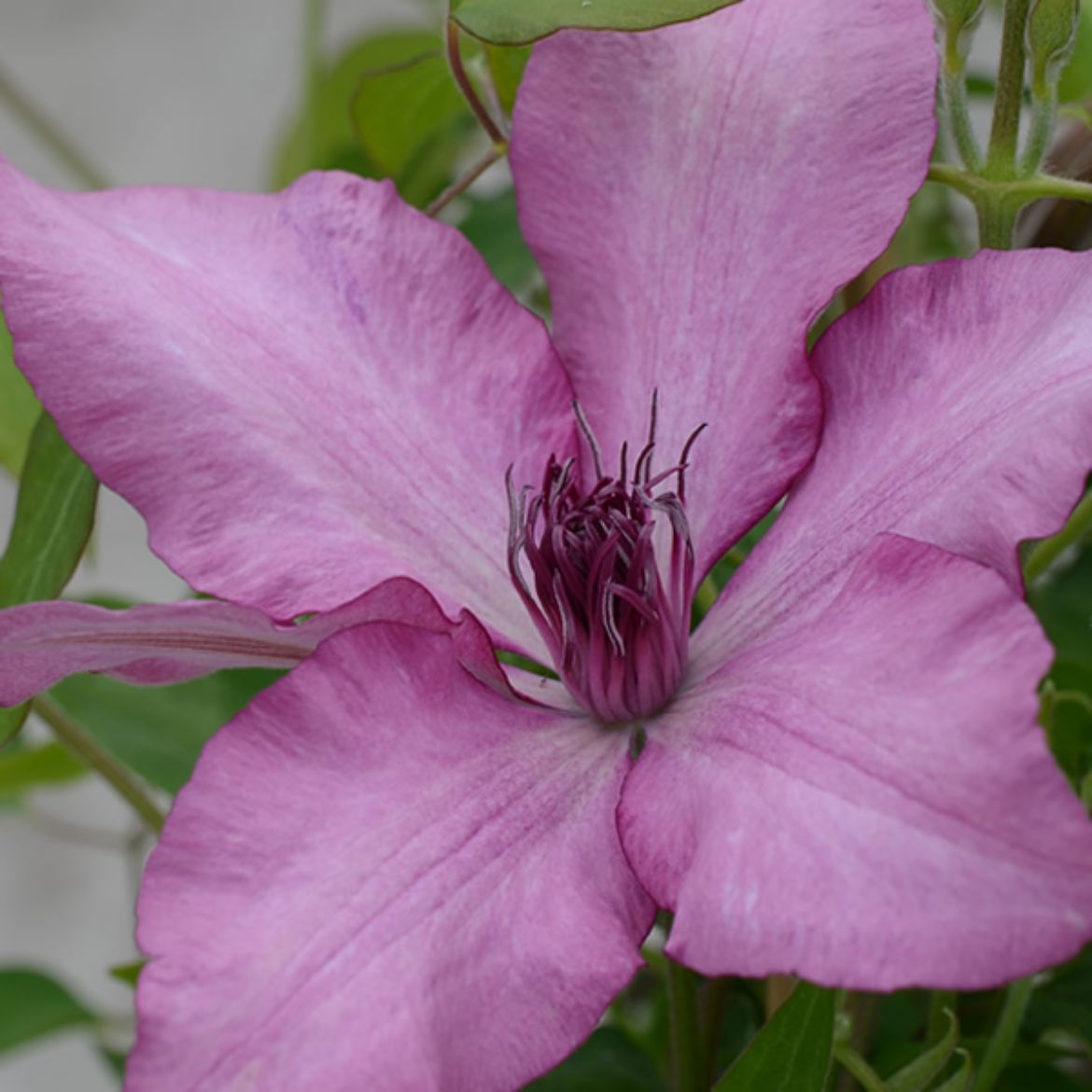 Picture of Clematis Giselle™