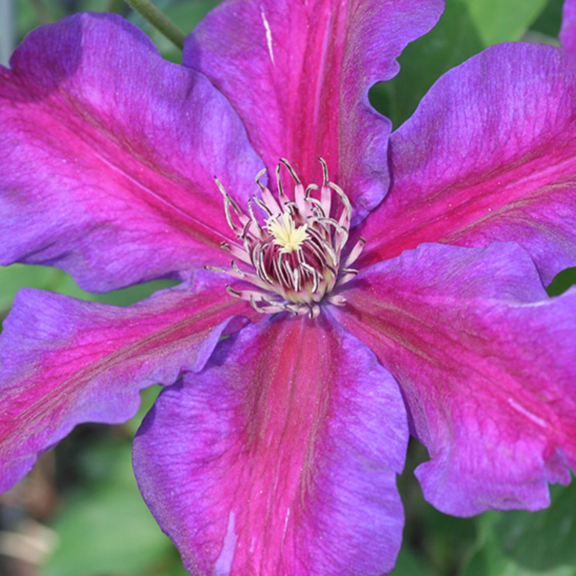 Picture of Clematis 'Mrs. N. Thompson'