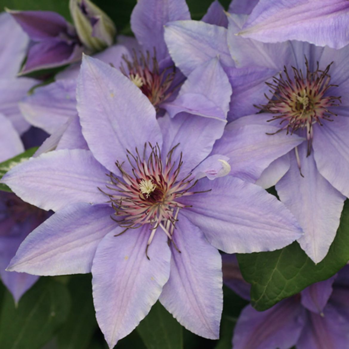 Picture of Clematis Parisienne™