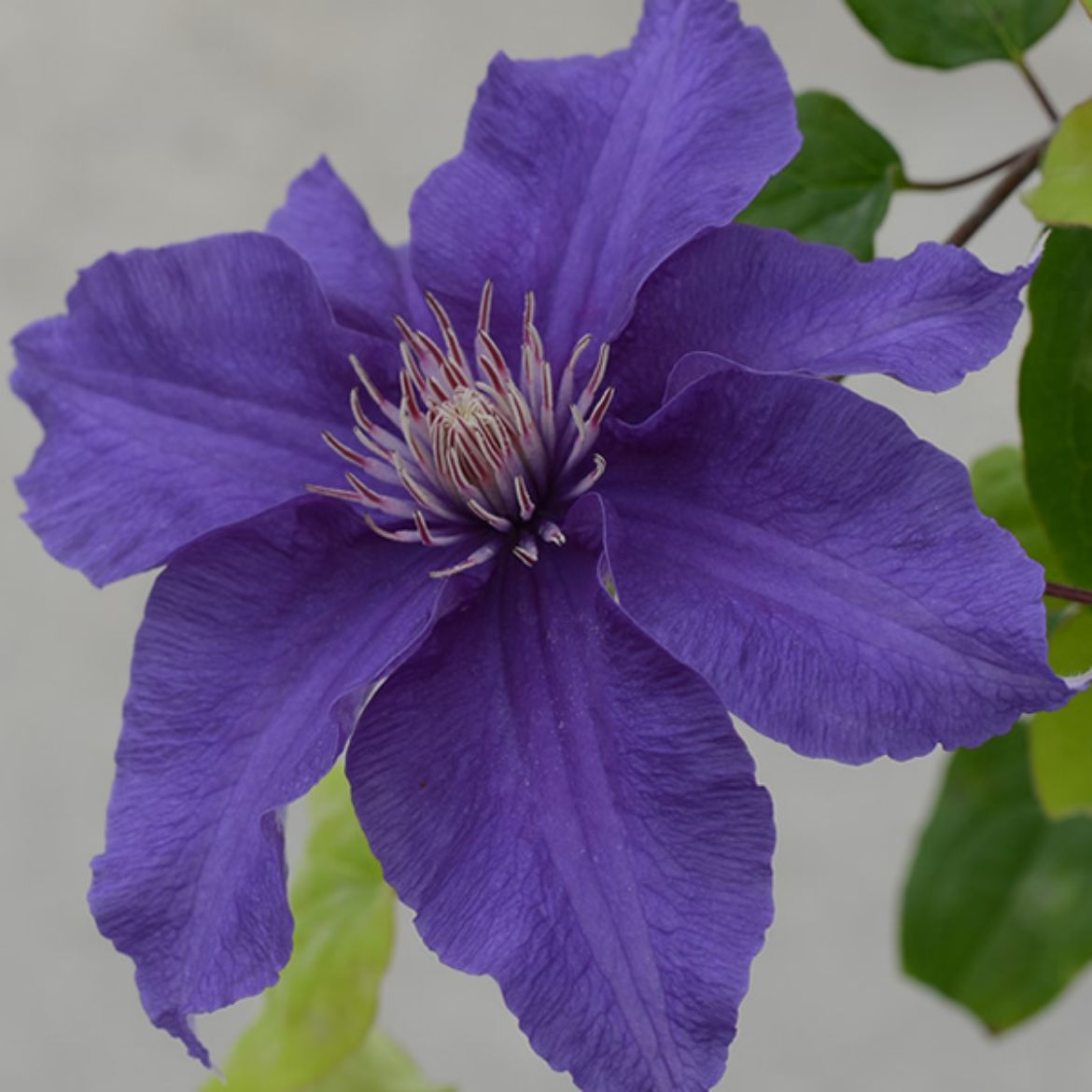 Picture of Clematis Sacha ™