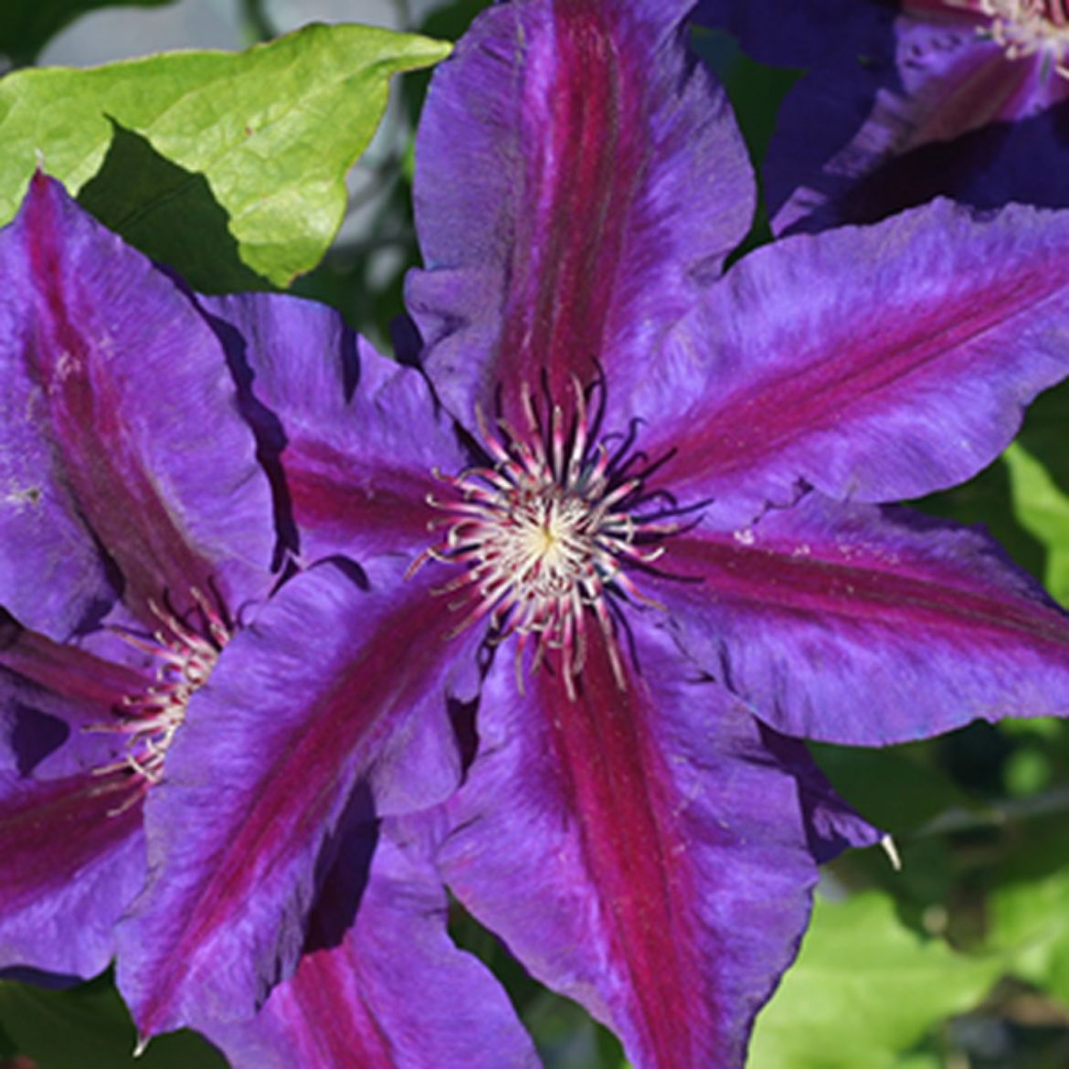 Picture of Clematis 'Wildfire'