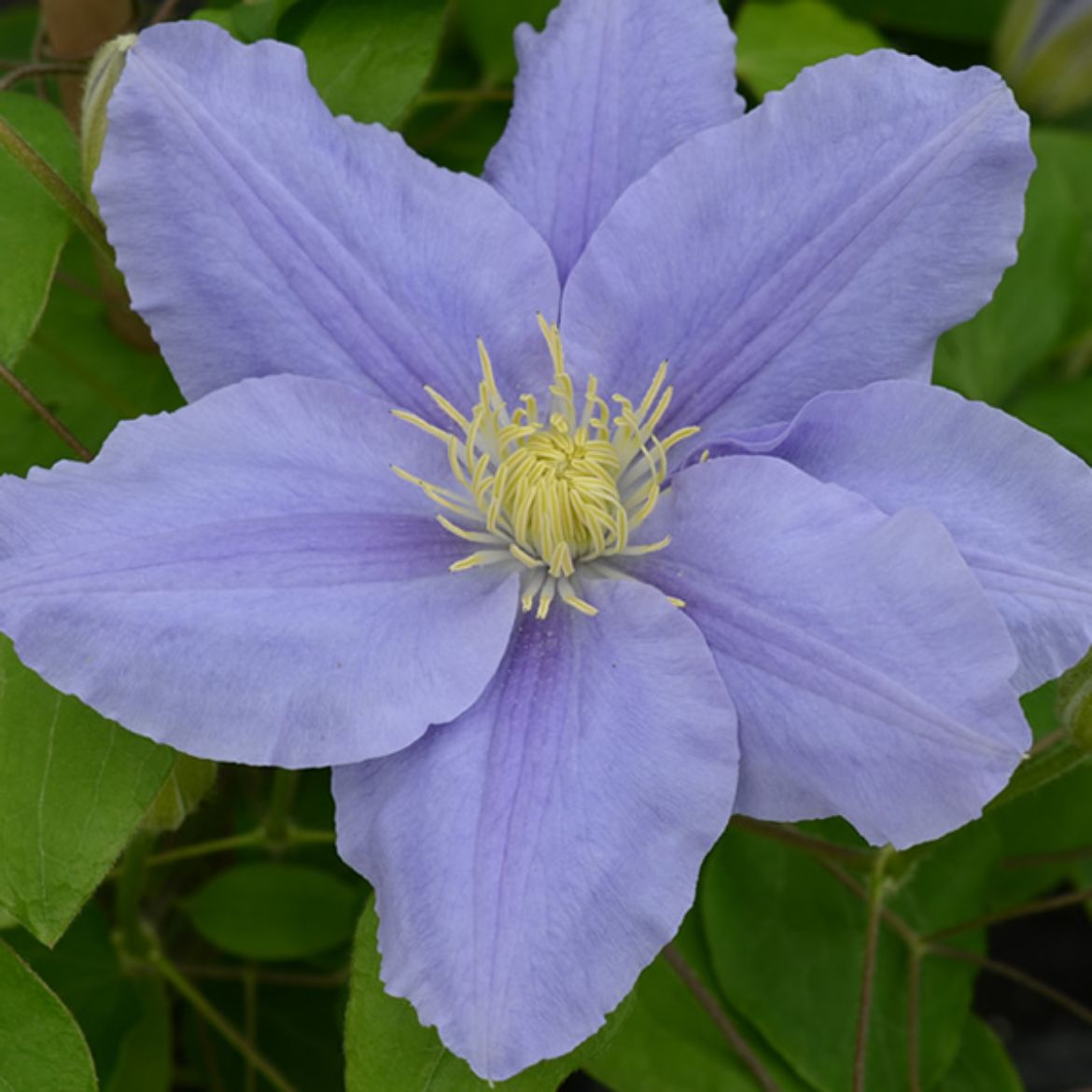 Picture of Clematis Zara™