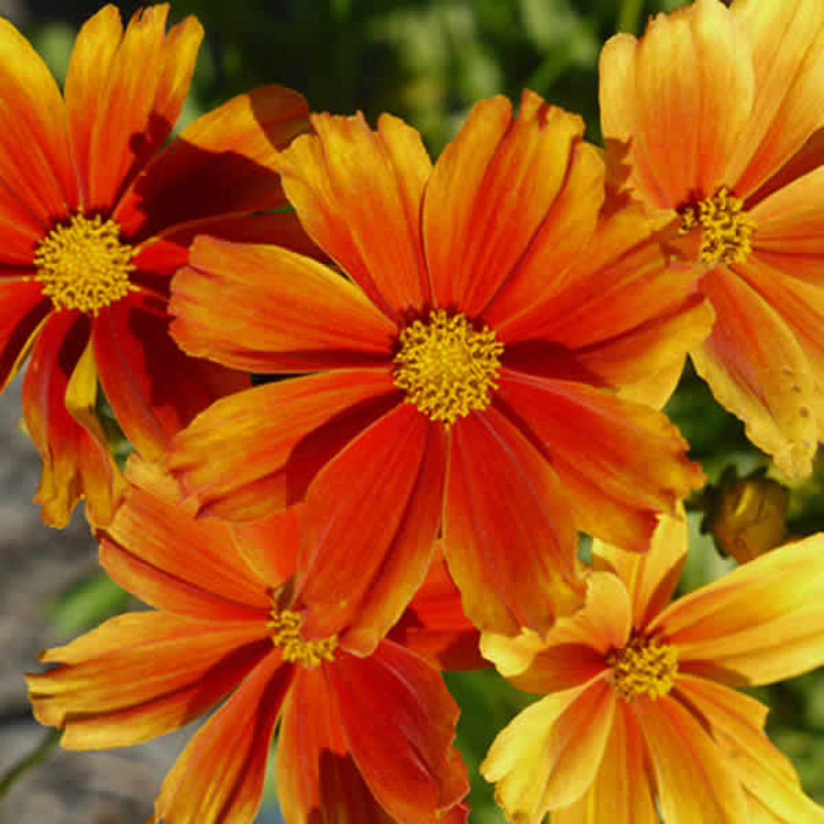Picture of Coreopsis Li'l Bang™ 'Darling Clementine'