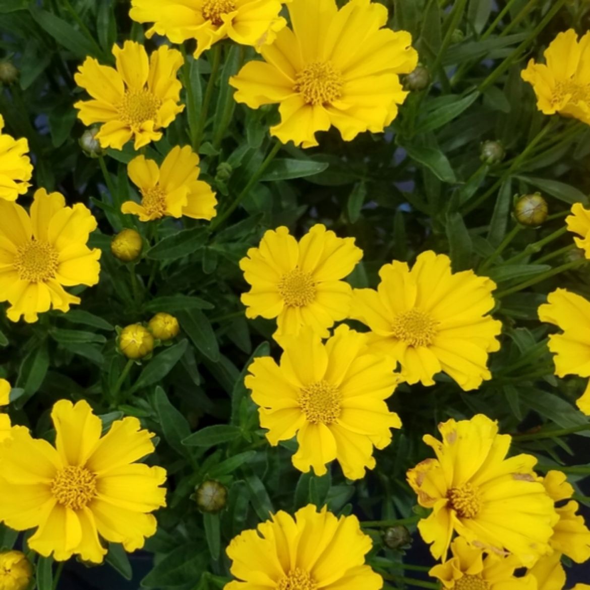 Overdevest Nurseries, LP-Coreopsis Li'l Bang™ 'Goldilocks'