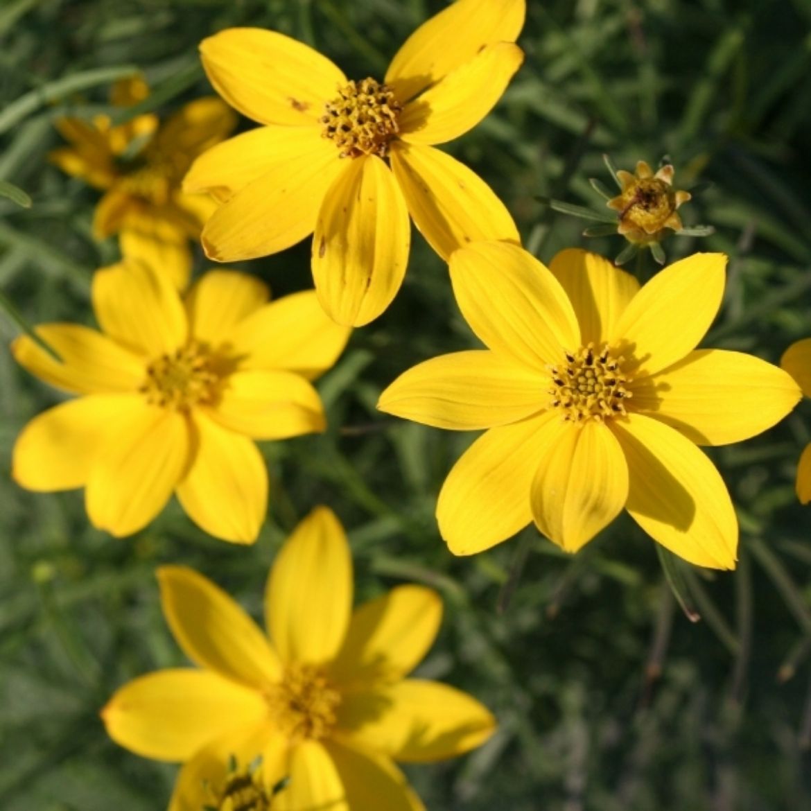Picture of Coreopsis ver. 'Zagreb'