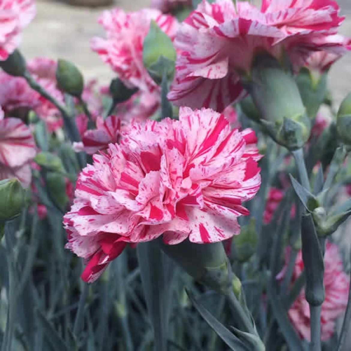 Picture of Dianthus D.C. ™ Pinball Wizard