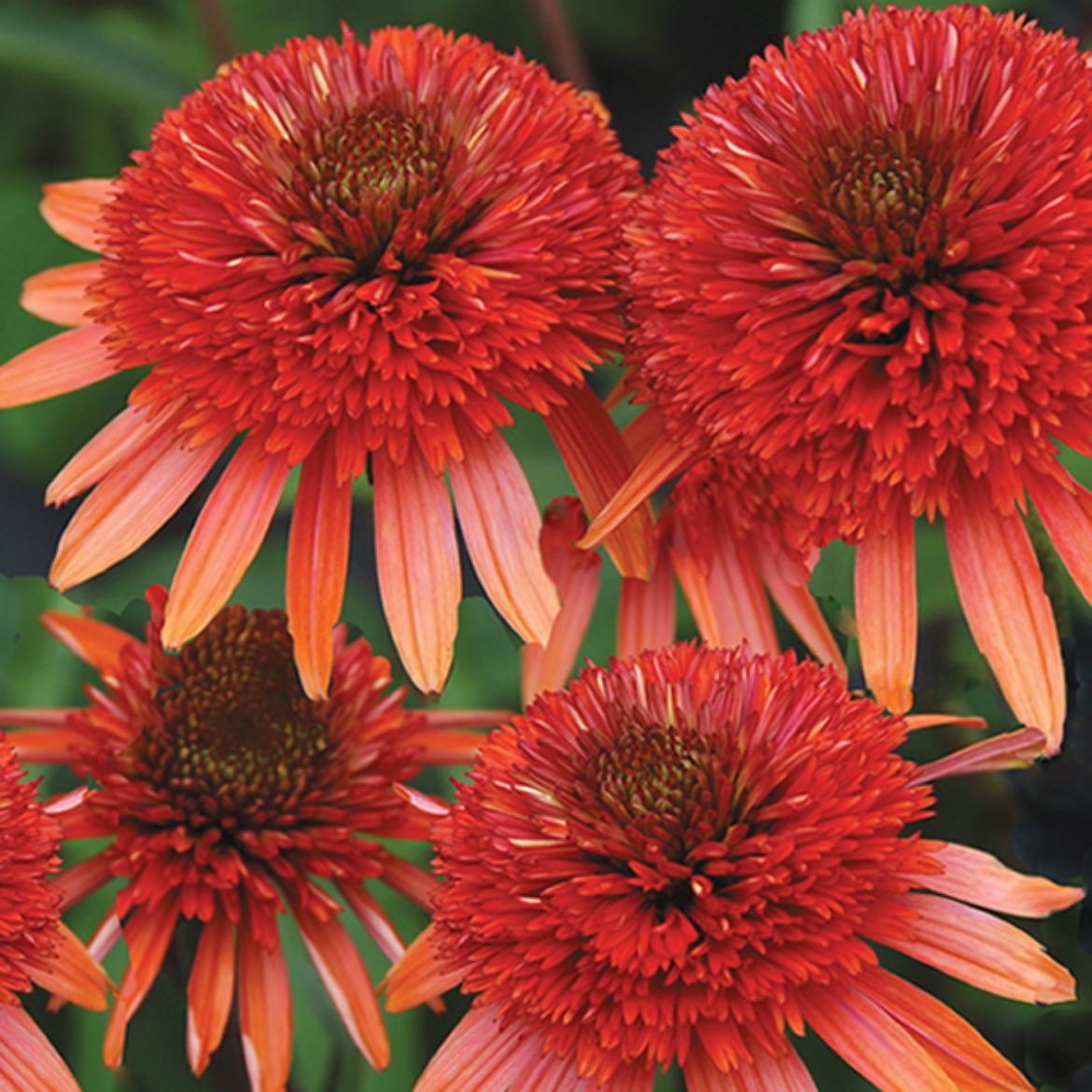 Picture of Echinacea 'Coral Reef'