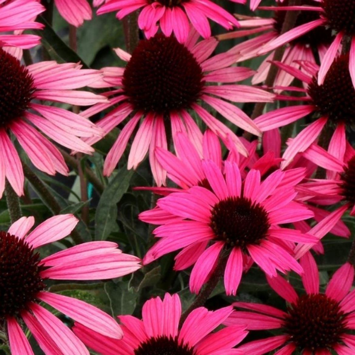 Picture of Echinacea Dark Shadows™ Wicked