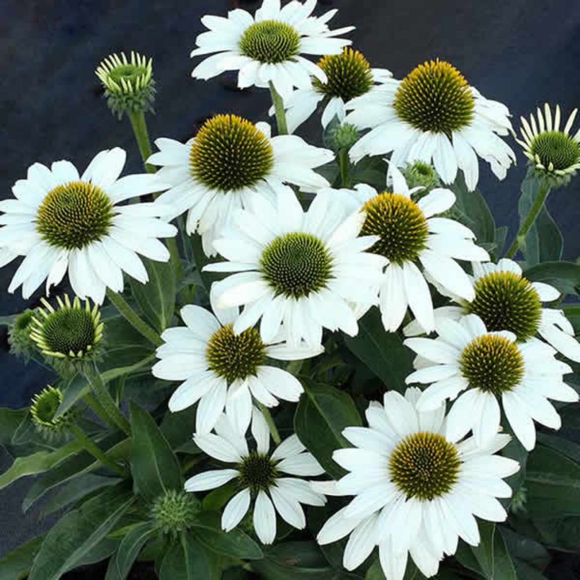 Picture of Echinacea Kismet® White