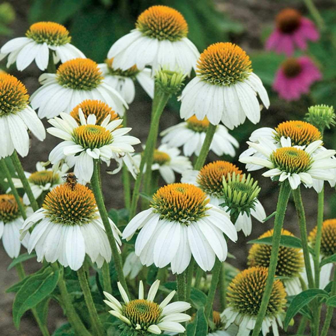 Picture of Echinacea pur. PowWow® White