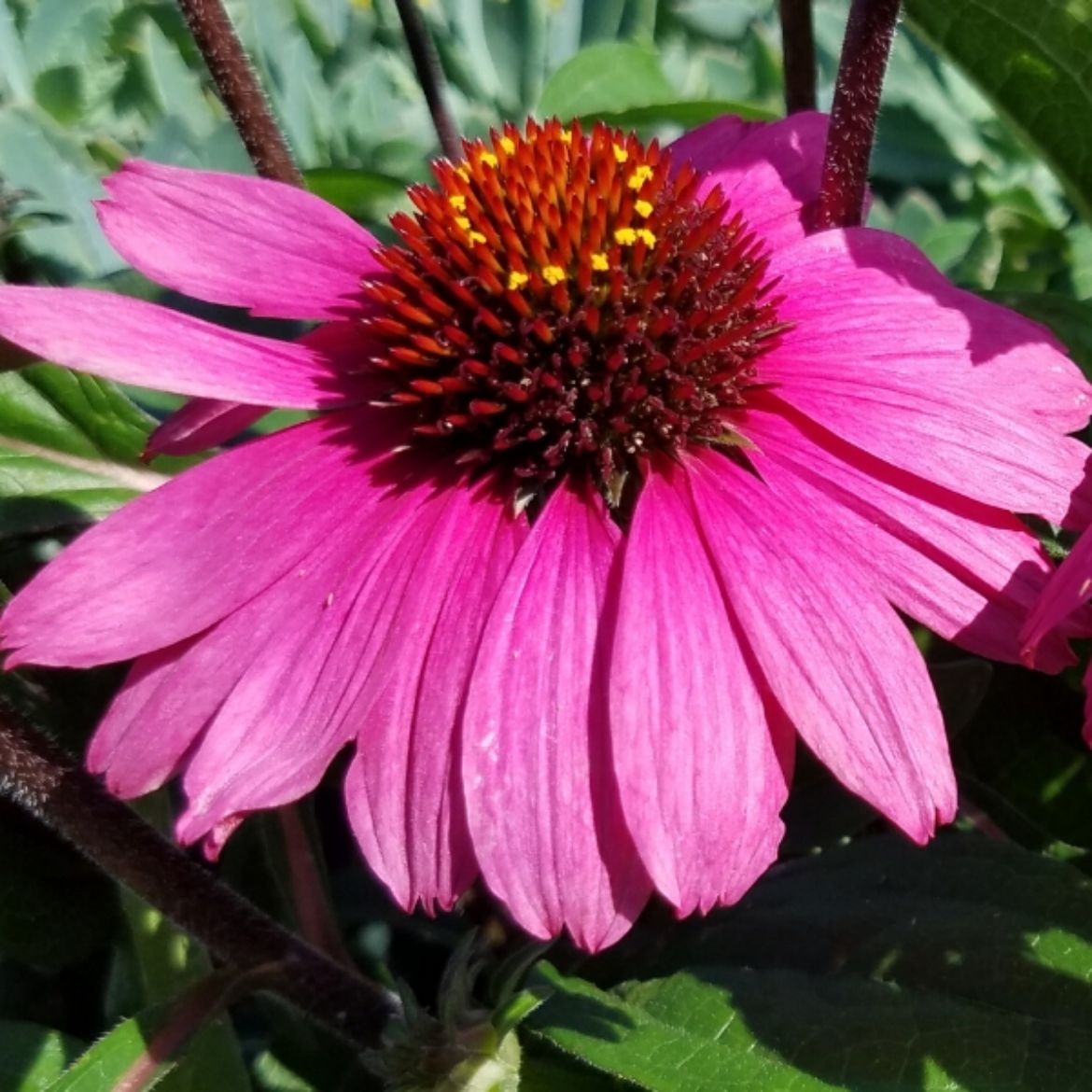 Overdevest Nurseries, LP-Echinacea Sombrero® Rosada