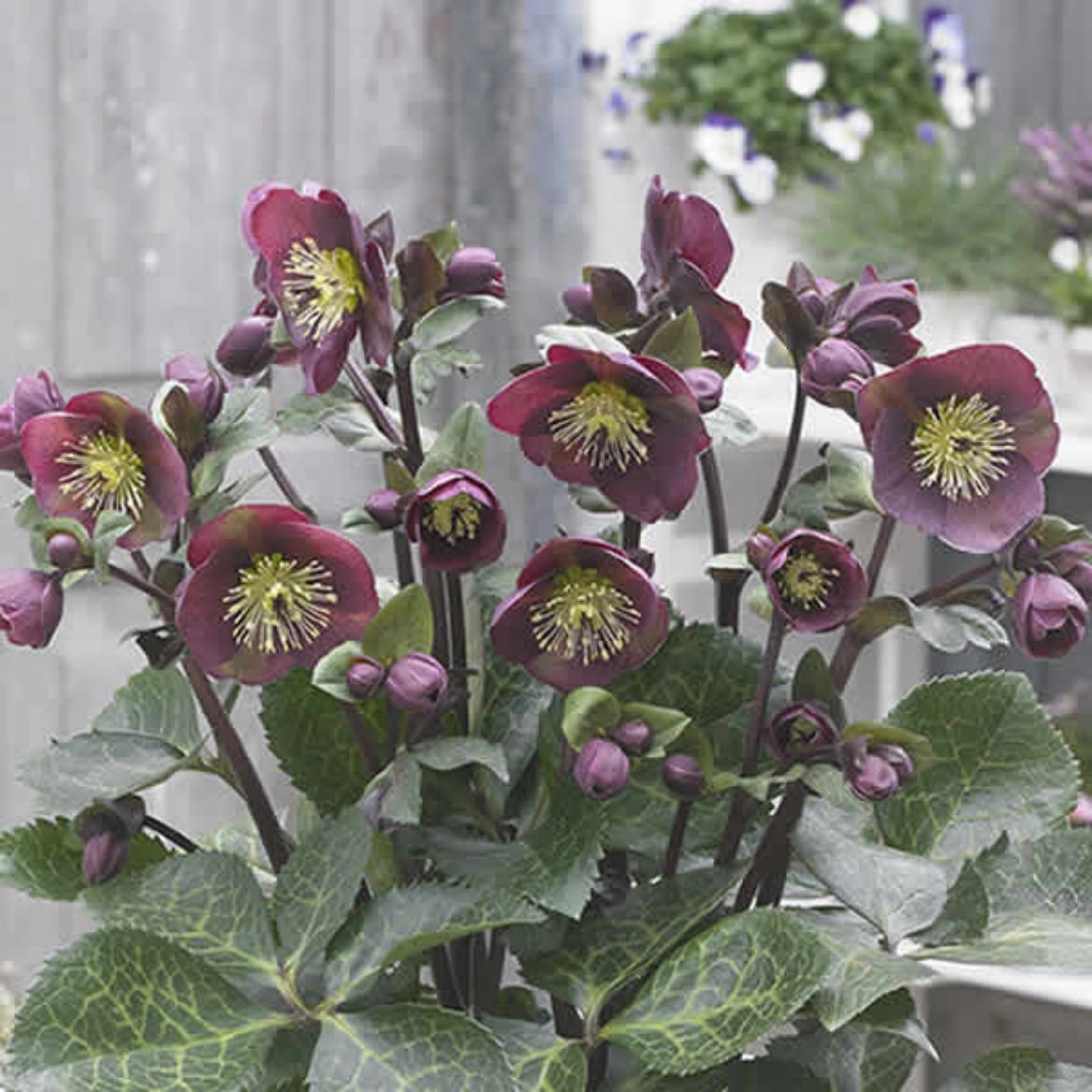 Picture of Helleborus Frostkiss® Reannas Ruby®