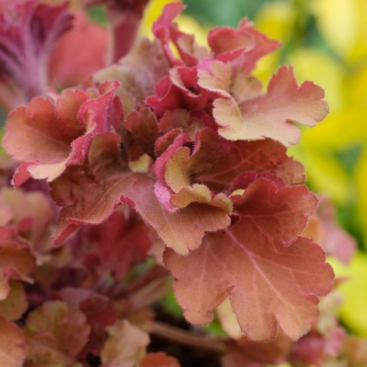 Picture of Heuchera 'Frilly'