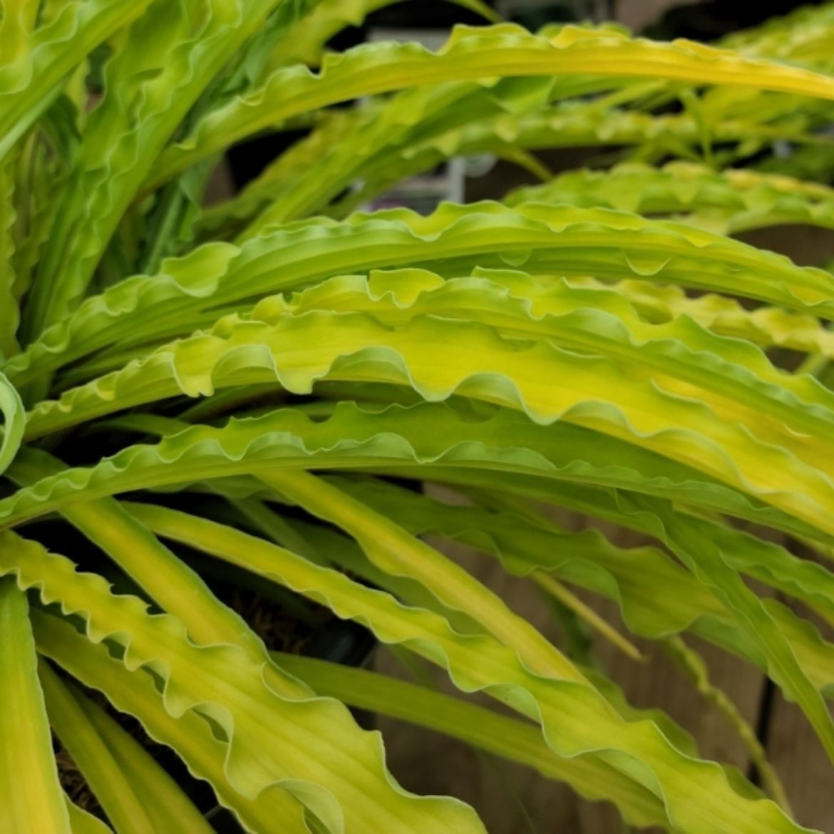 Overdevest Nurseries, LP-Hosta 'Curly Fries'