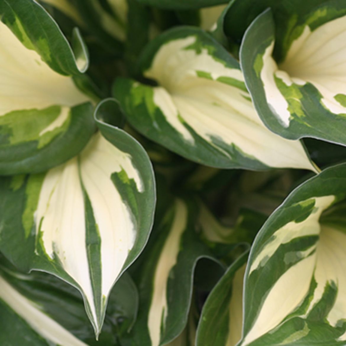 Picture of Hosta 'Fire and Ice'