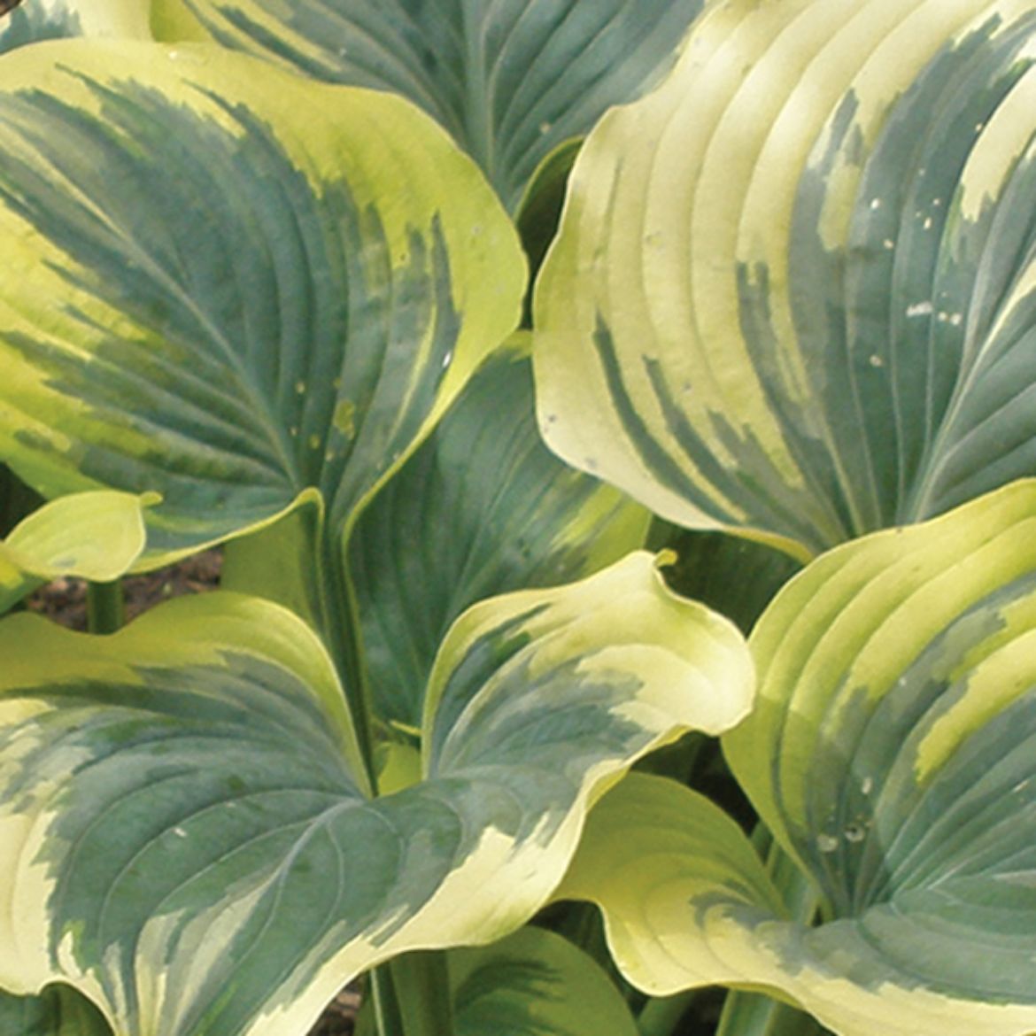 Picture of Hosta 'Liberty'
