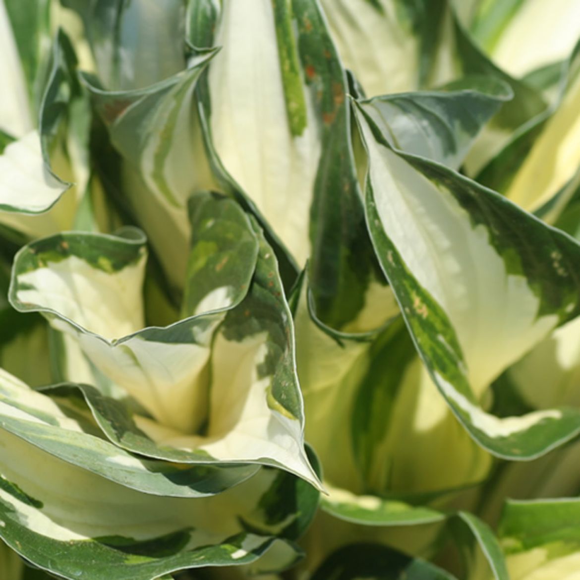 Picture of Hosta 'Loyalist'