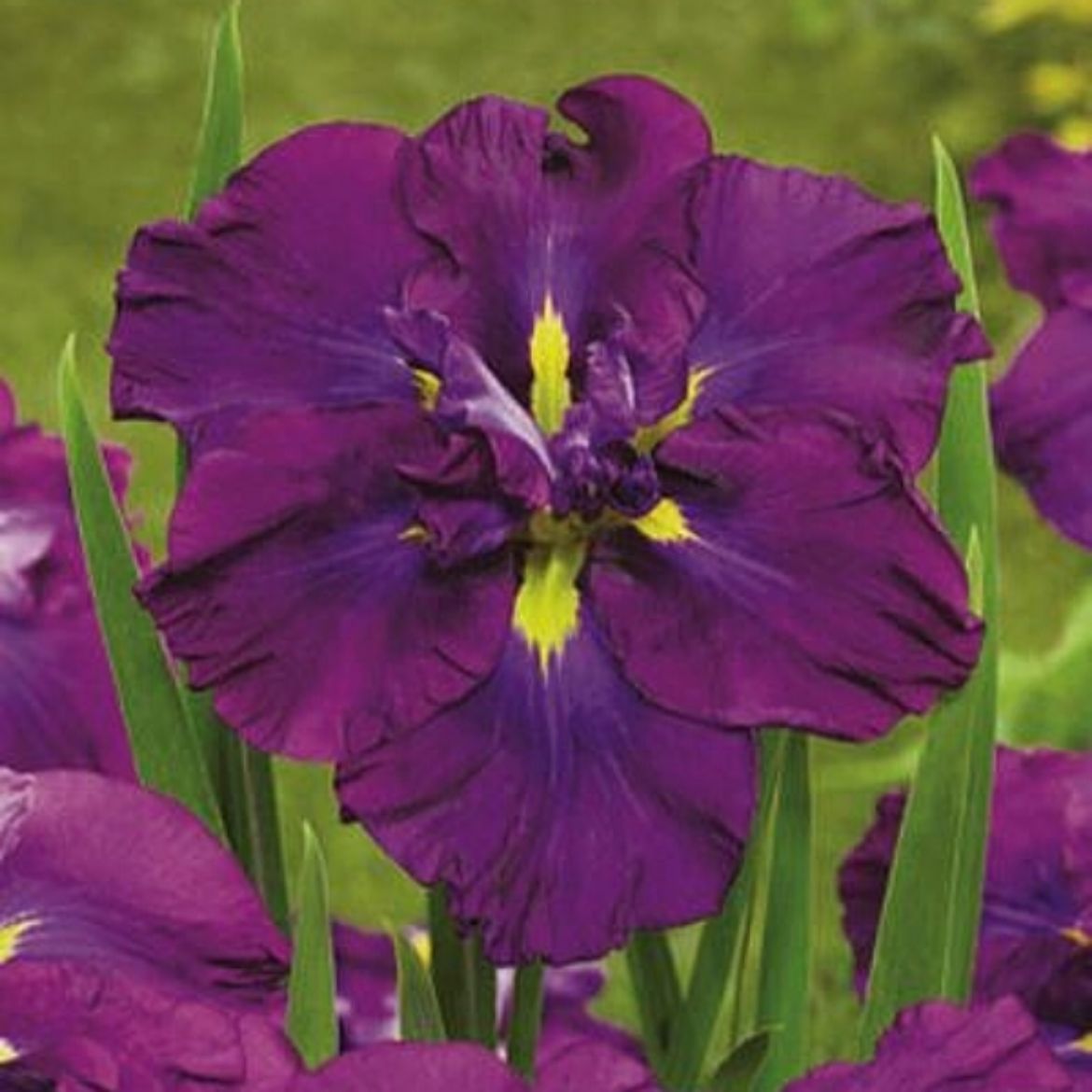 Picture of Iris ens. Dinner Plate® 'Blueberry Pie'