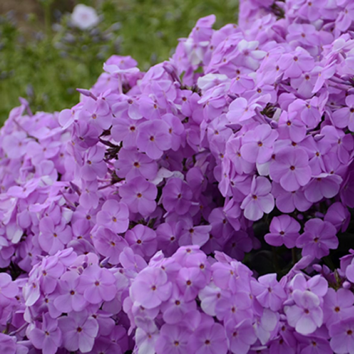 Picture of Phlox 'Fashionably Early Princess'