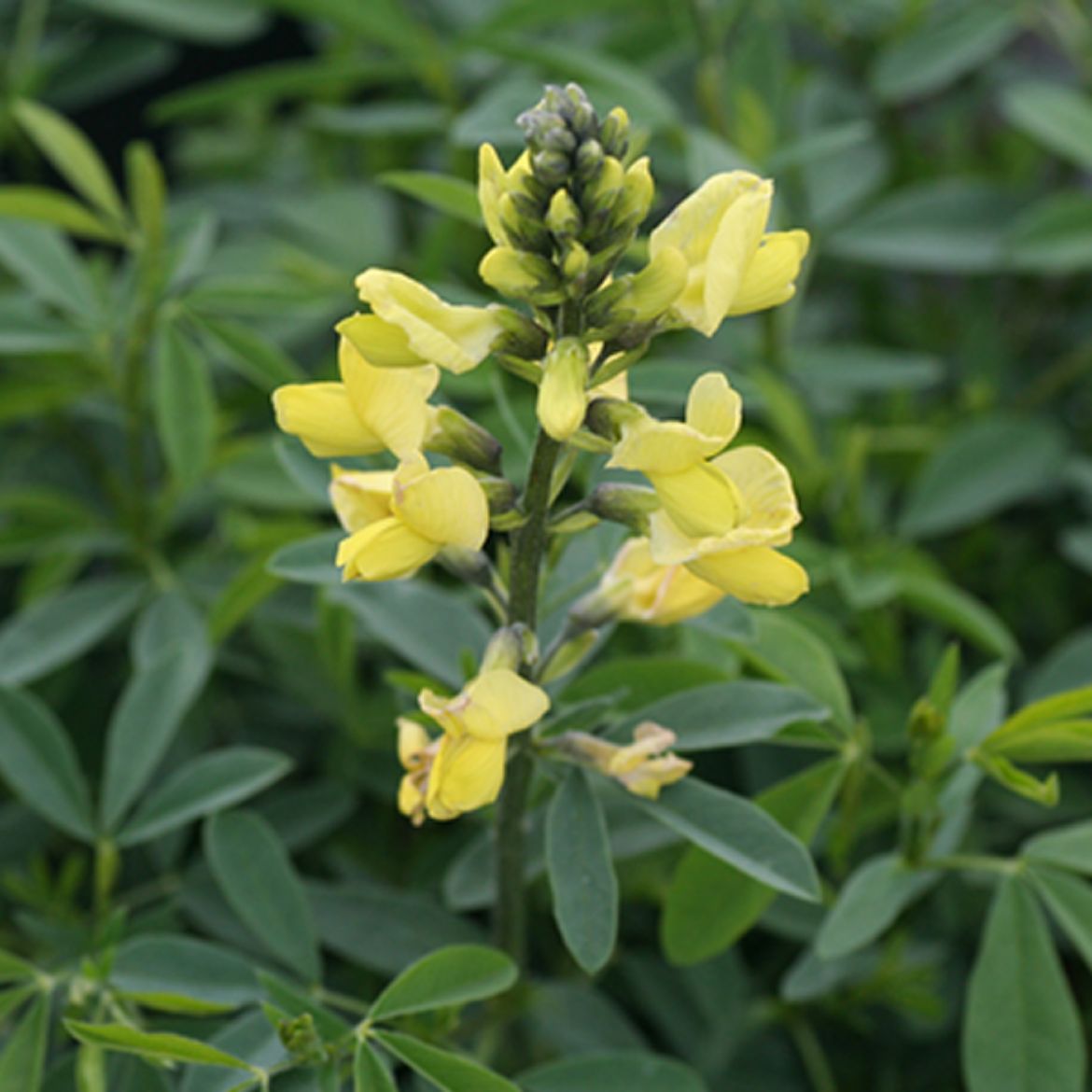 Picture of Thermopsis 'Sophie'