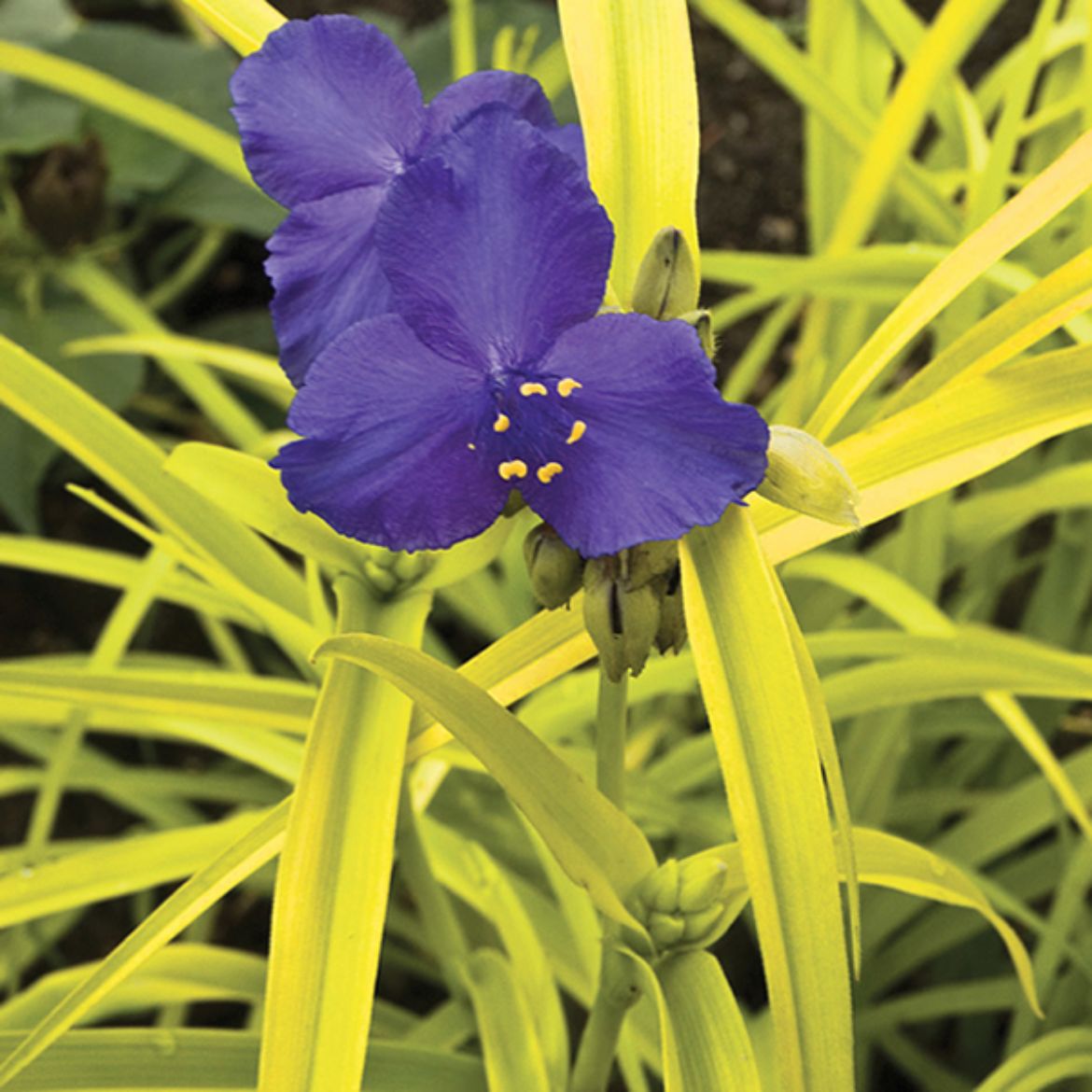 Picture of Tradescantia 'Sweet Kate'
