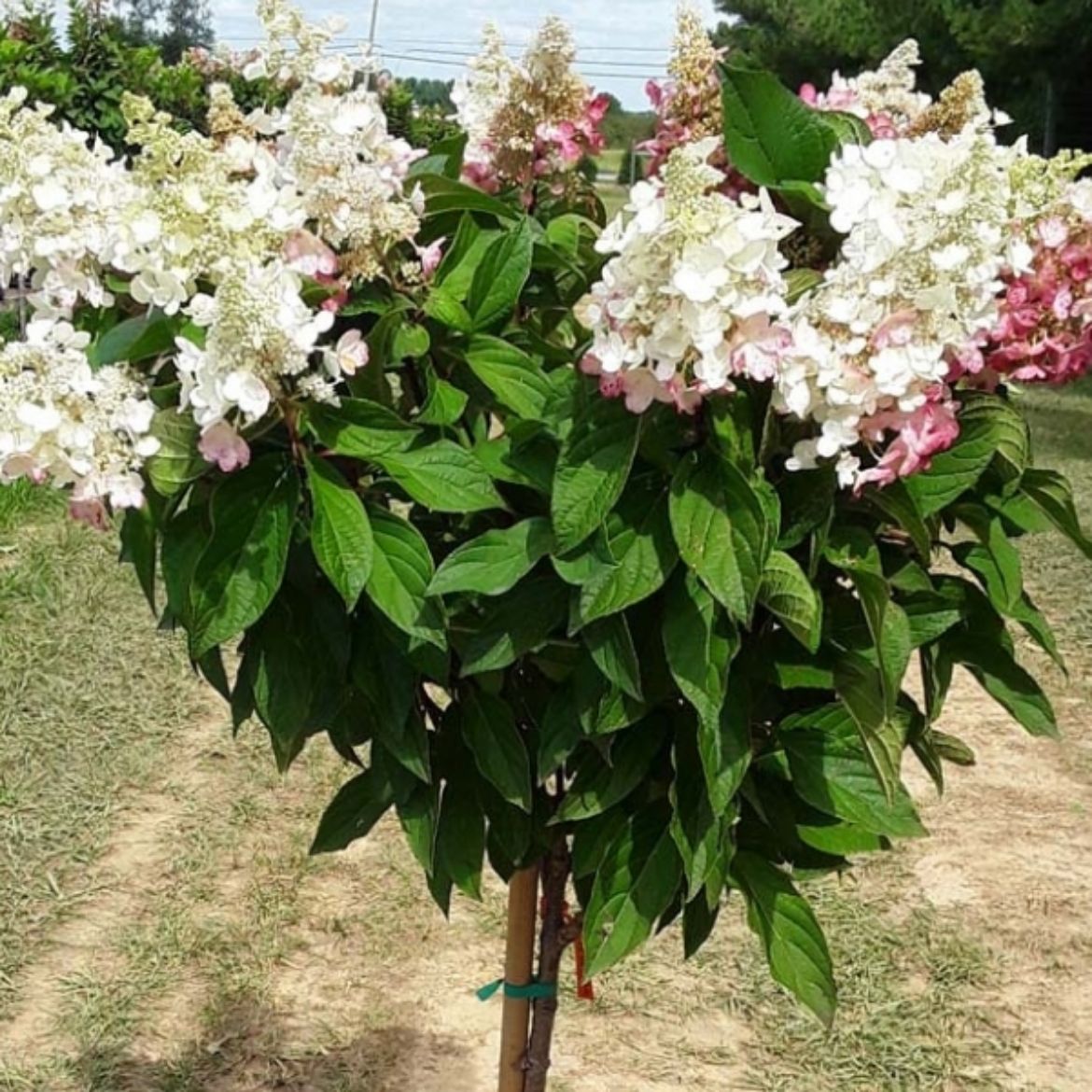 Picture of Hydrangea pan. Pinky Winky® Tree Form
